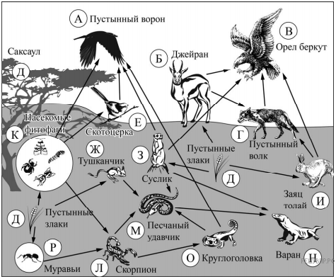Цепь питания пустыни схема рисунок. Пищевые цепи пустынь. Пищевая цепочка пустынь. Схема цепи питания характерной для пустынь. Пищевая цепочка в пустыне схема.